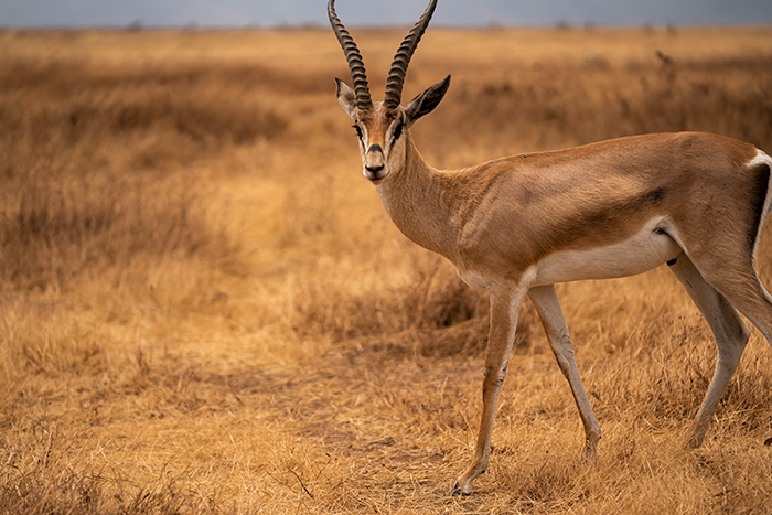 Tierfotografie Fotografie Afrika