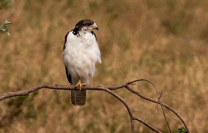 Vogel Fotografie Afrika