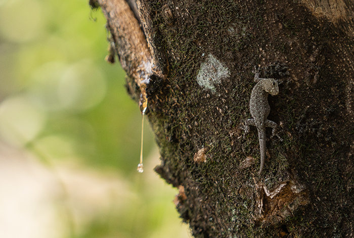 Echse Fotografie Afrika