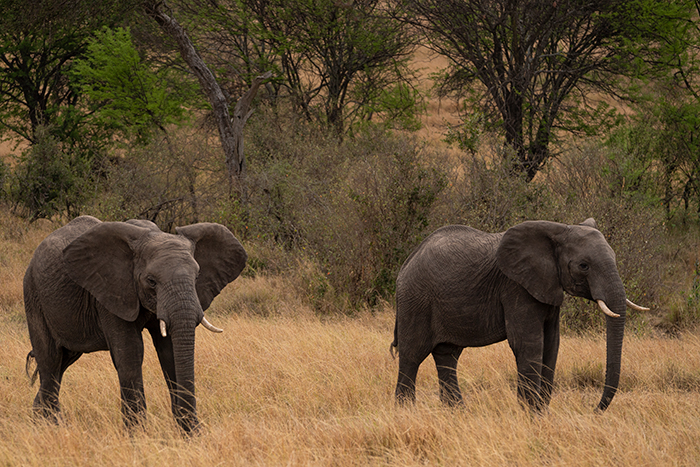 Elefant Fotografie Afrika