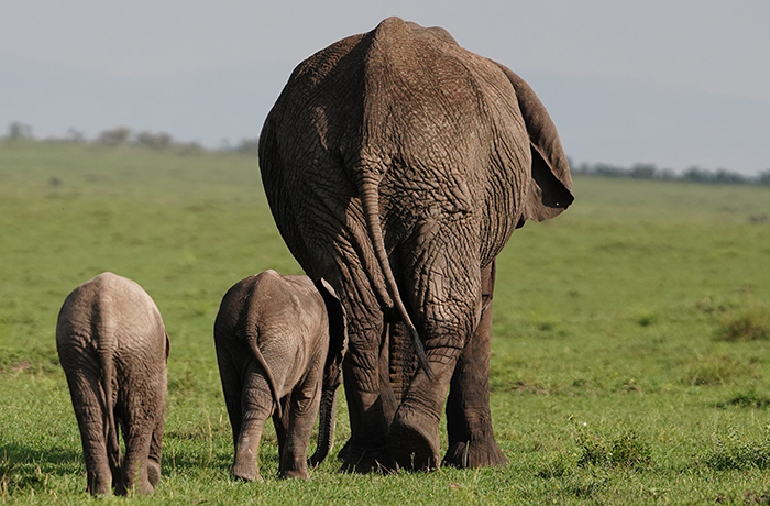 Elefant Fotografie Afrika