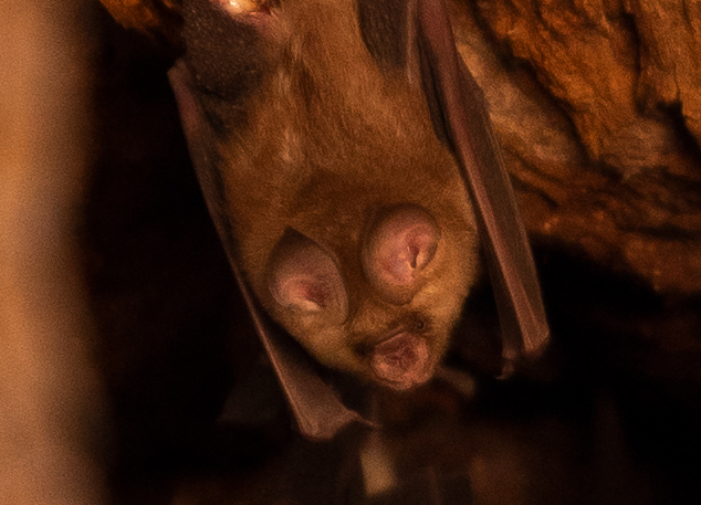 Fledermaus Fotografie Afrika