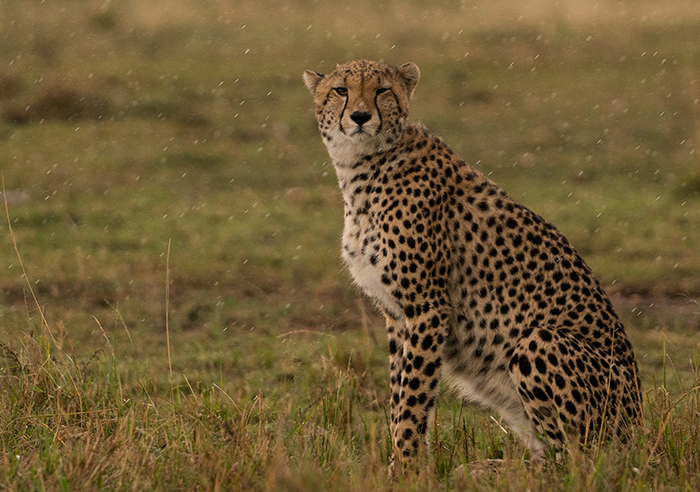 Gepard Fotografie Afrika