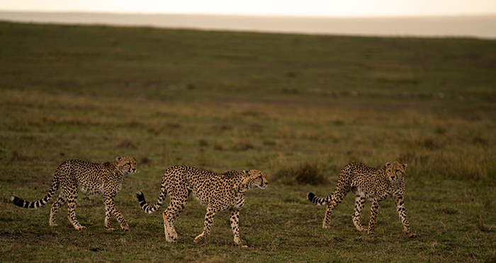 Geparde Fotografie Afrika