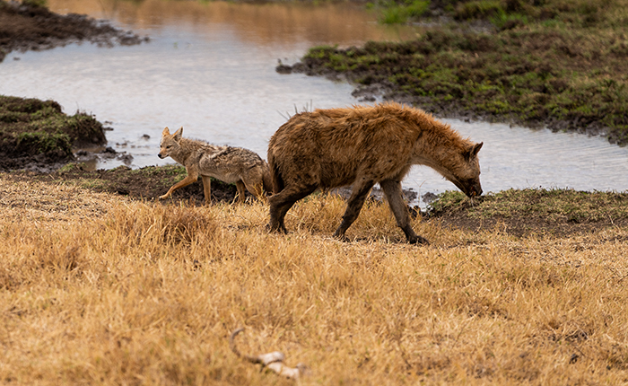 Circle of Life Fotografie Afrika