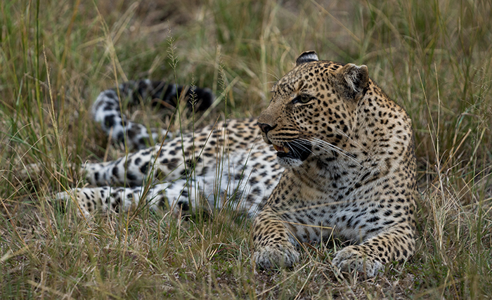 Leopard Fotografie Afrika