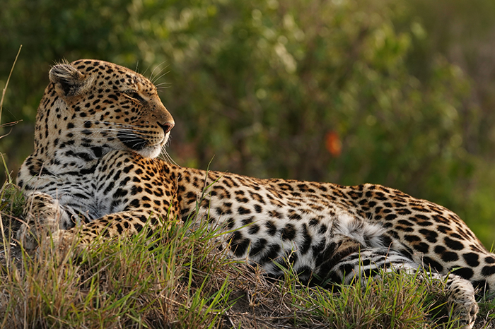Leopard Fotografie Afrika