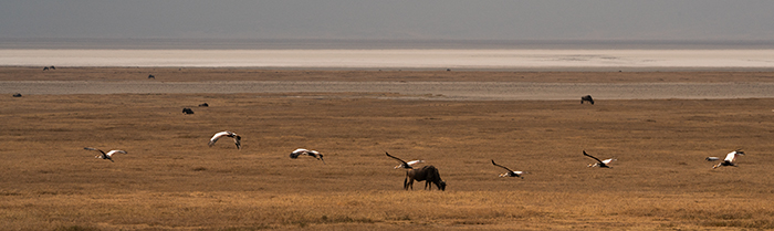 Voegel Fotografie Afrika