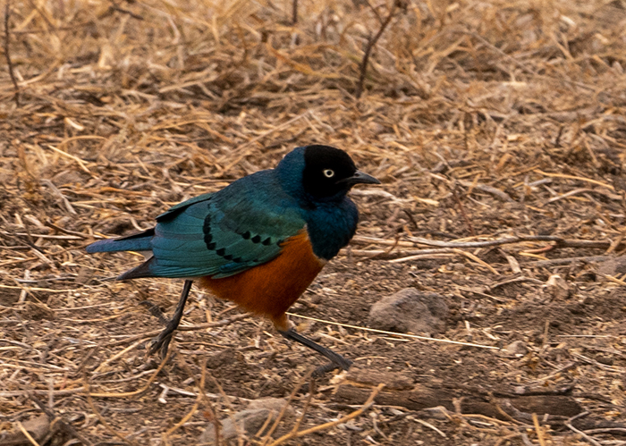 Vogel Fotografie Afrika