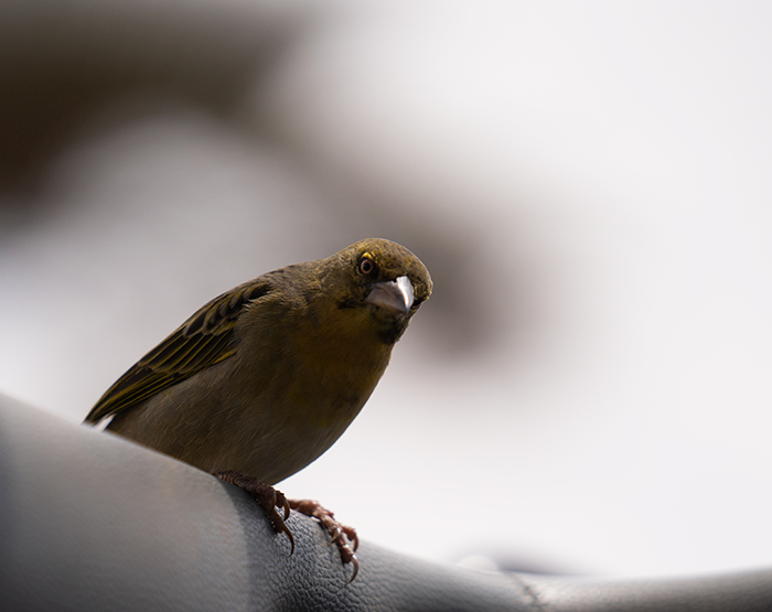 Vogel Fotografie Afrika
