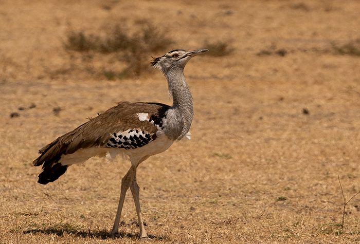 Vogel Fotografie Afrika