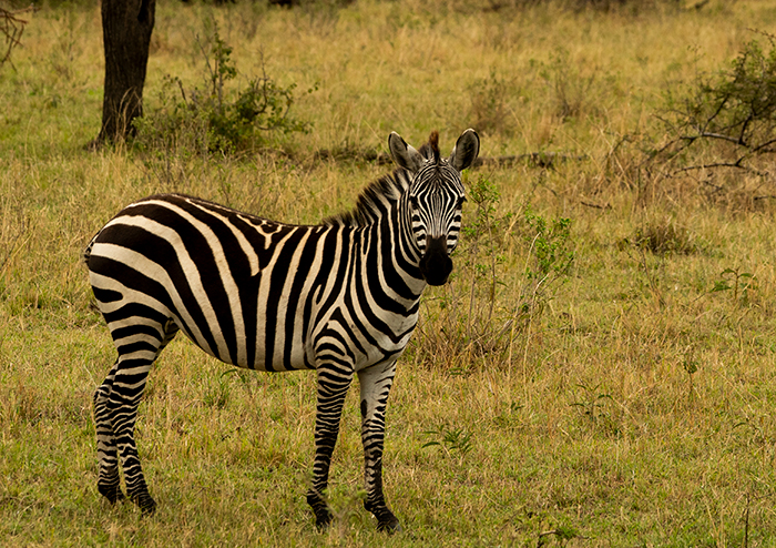 Zebra Fotografie Afrika