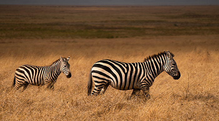 Zebra Fotografie Afrika